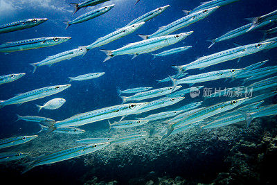 水肺潜水穿过水下的黄尾梭鱼学校(Sphyraena flavicauda)